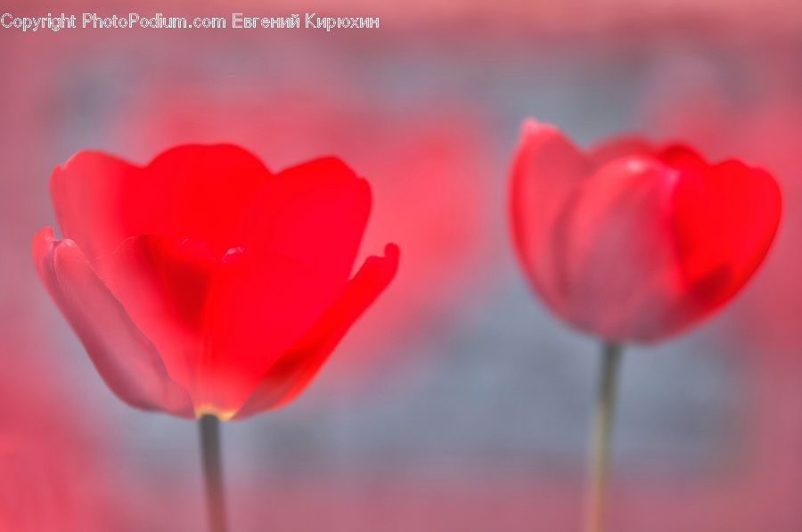 Blossom, Flora, Flower, Plant, Tulip, Candy, Confectionery