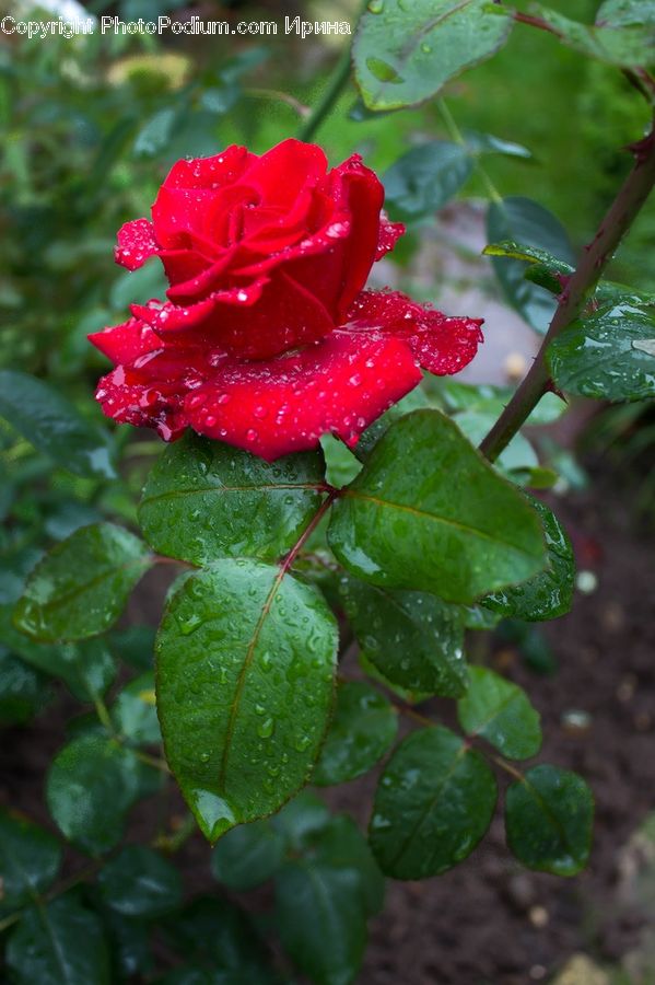 Blossom, Flower, Plant, Rose, Flora, Geranium, Ivy