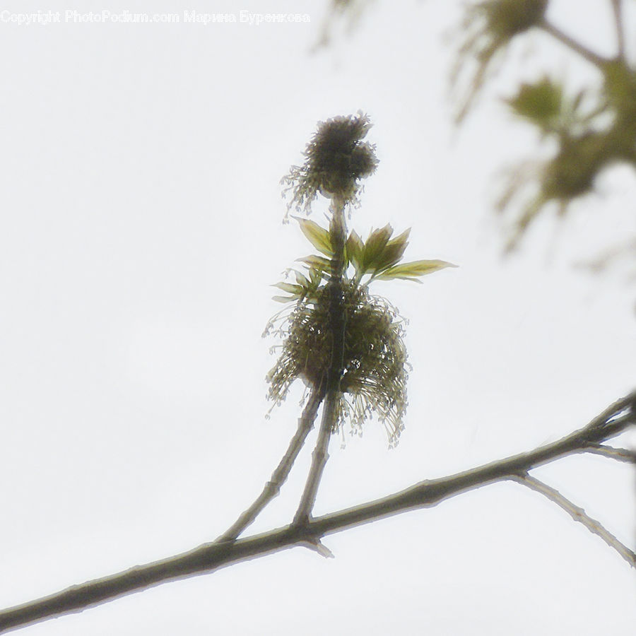 Conifer, Fir, Plant, Tree, Palm Tree, Blossom, Flora