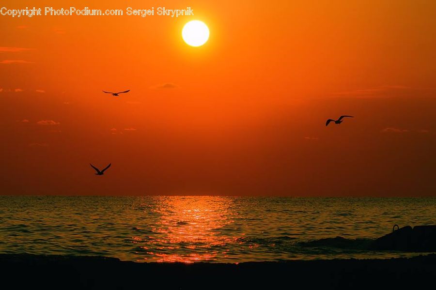 Sun, Bird, Crane Bird, Heron, Beach, Coast, Outdoors