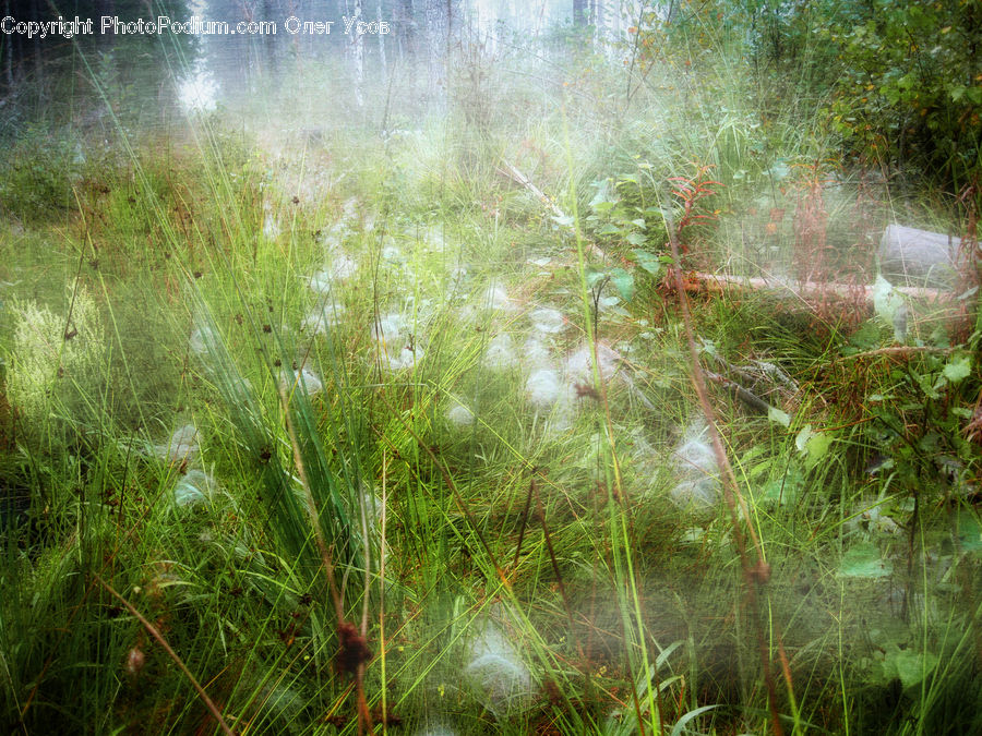 Field, Grass, Grassland, Plant, Flare, Light, Sunlight