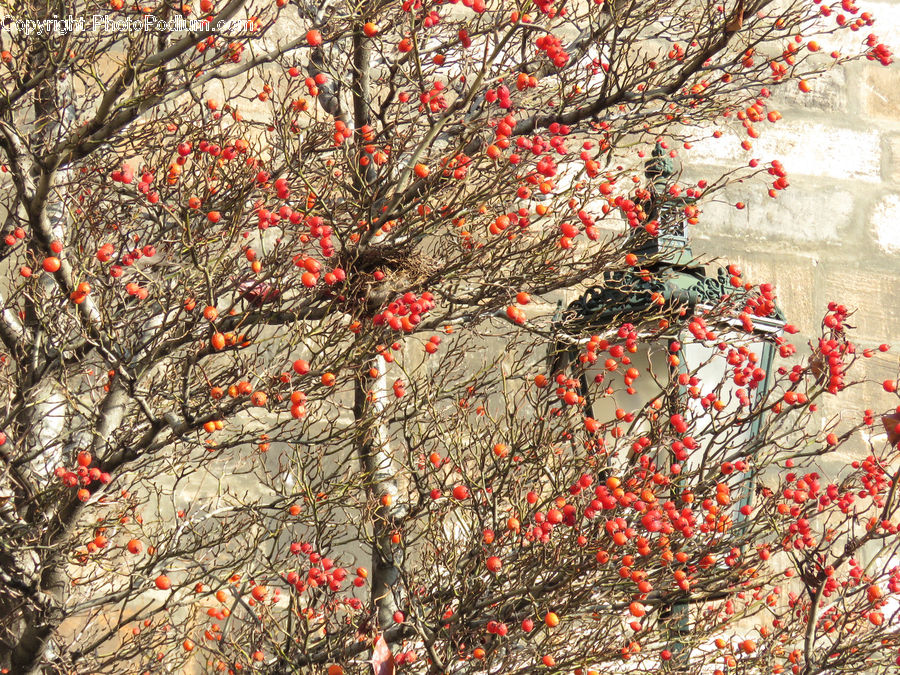 Plant, Tree, Blossom, Flora, Flower, Cherry Blossom, Maple