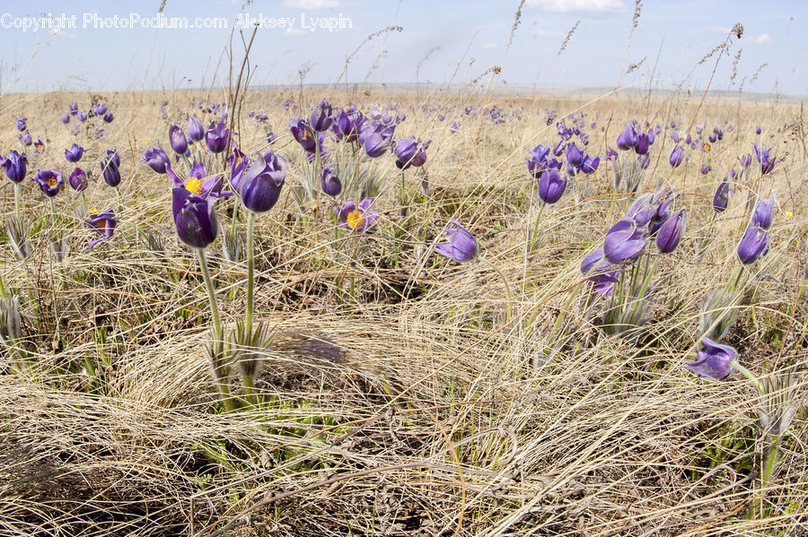 Blossom, Crocus, Flora, Flower, Plant, Lavender, Violet