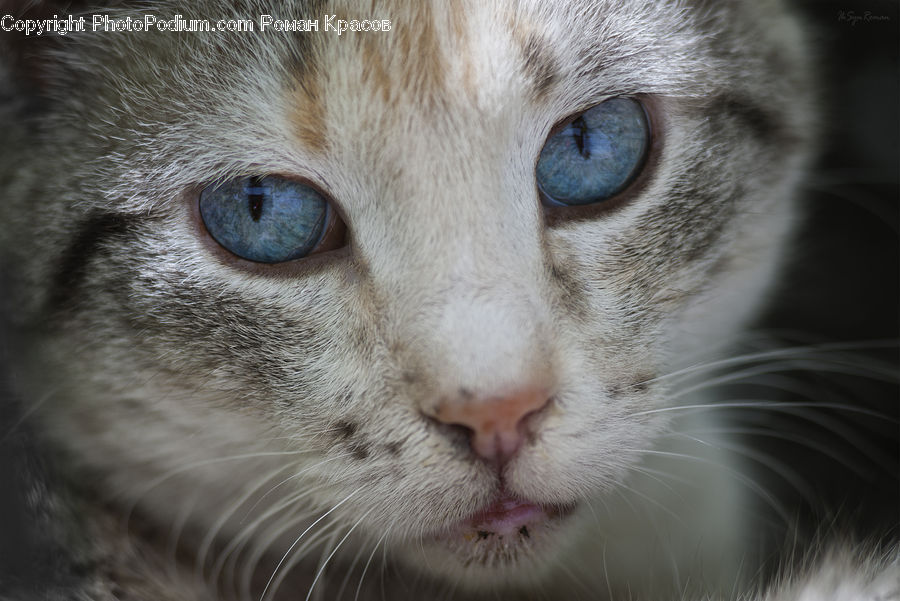 Animal, Cat, Pet, Siamese, Kitten, Mammal, Abyssinian