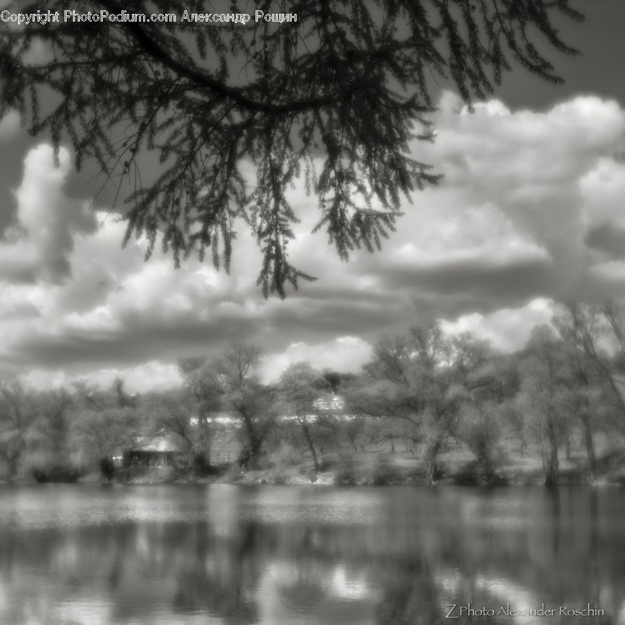 Plant, Tree, Water, Forest, Vegetation, Outdoors, Pond