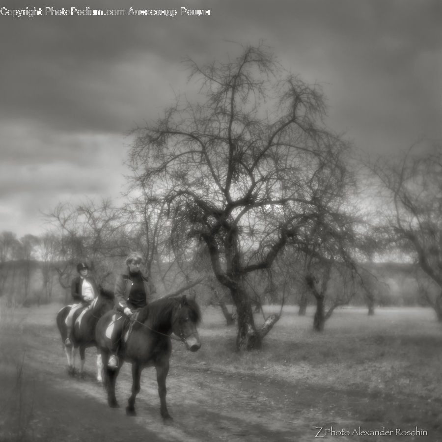 Animal, Horse, Mammal, Plant, Tree, Countryside, Outdoors