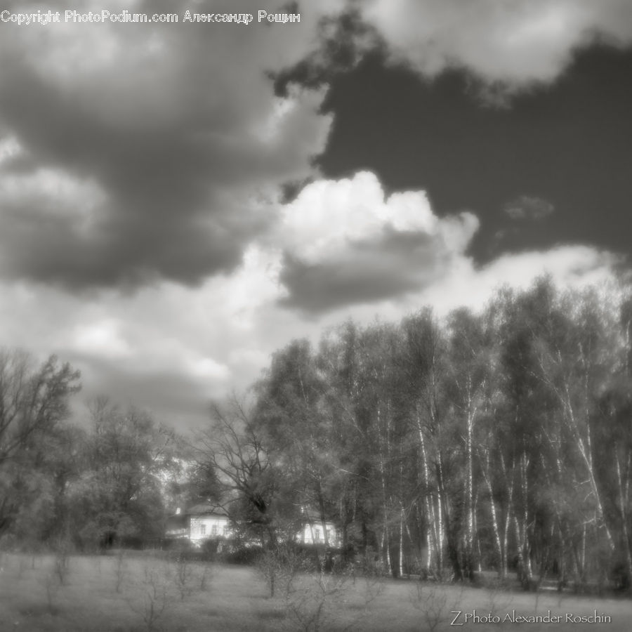 Cloud, Cumulus, Sky, Countryside, Outdoors, Plant, Tree