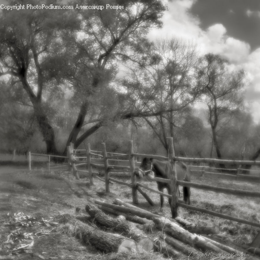Countryside, Farm, Field, Outdoors, Plant, Tree, Rural