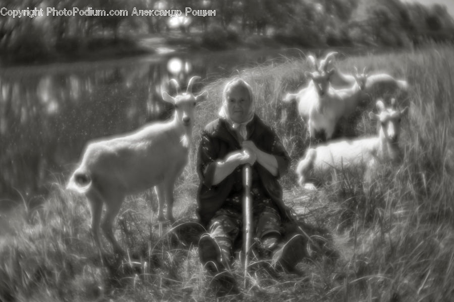 People, Person, Human, Animal, Goat, Mammal, Mountain Goat