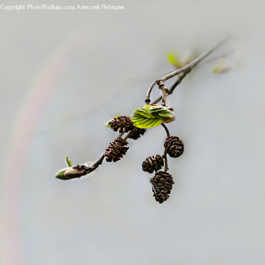 Bud, Plant, Conifer, Fir, Tree, Blossom, Flora
