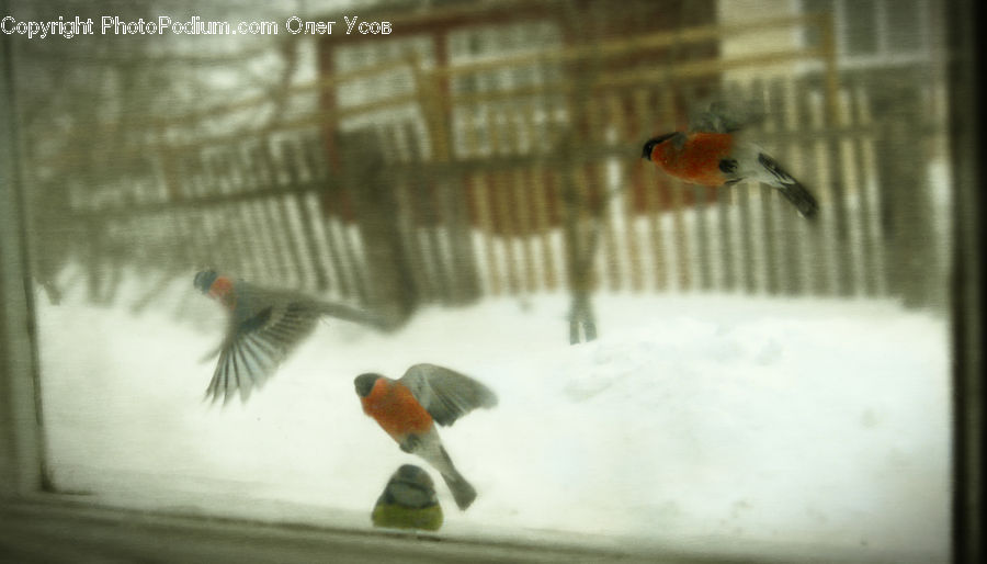 Bird, Finch, Robin, Carp, Fish, Goldfish, Sea Life