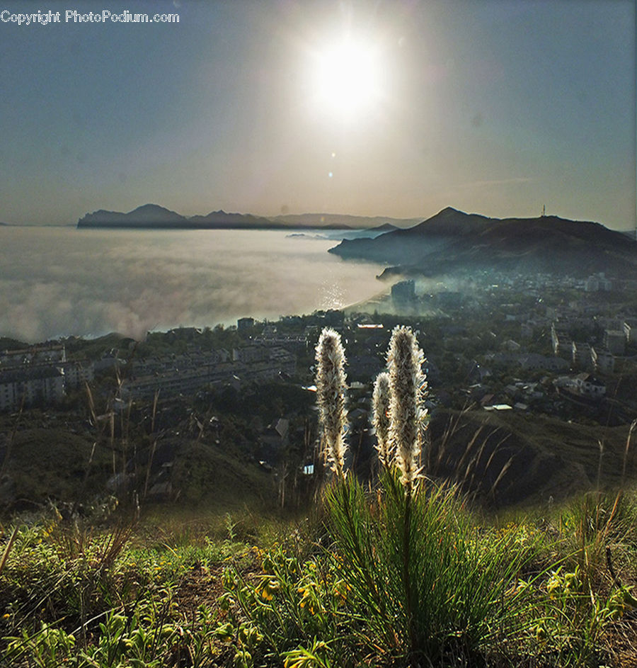 Dawn, Dusk, Sky, Sunrise, Sunset, Blossom, Flora