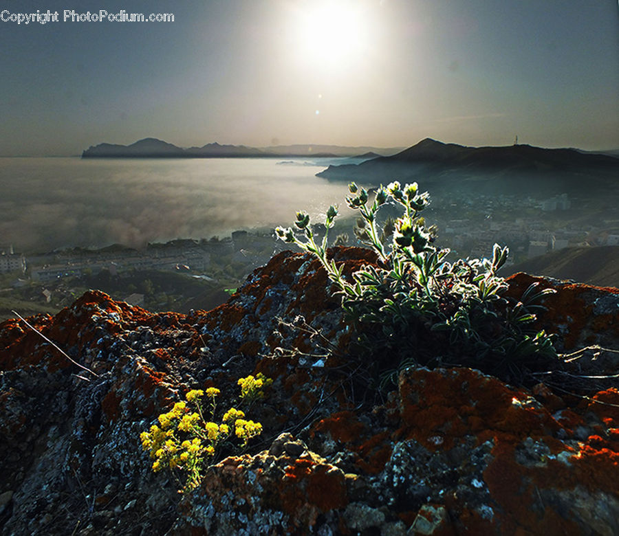 Coral Reef, Outdoors, Reef, Sea, Sea Life, Water, Algae