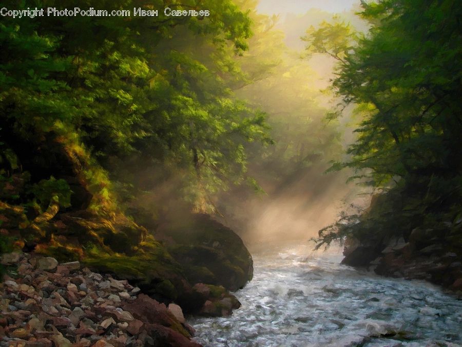 Creek, Outdoors, River, Water, Forest, Jungle, Rainforest