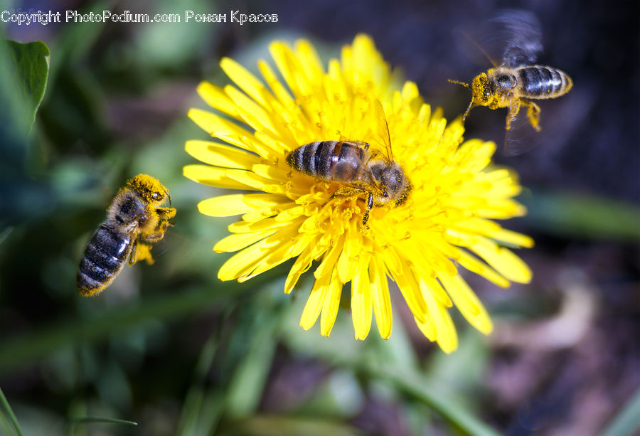 Bee, Insect, Invertebrate, Flora, Pollen, Andrena, Apidae
