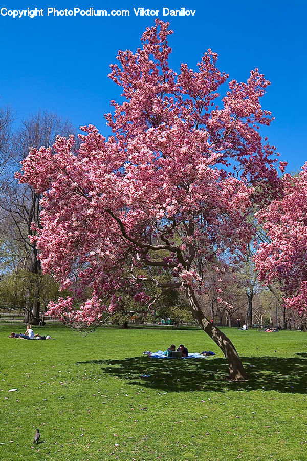 Blossom, Cherry Blossom, Flower, Park, Flora, Plant, Tree
