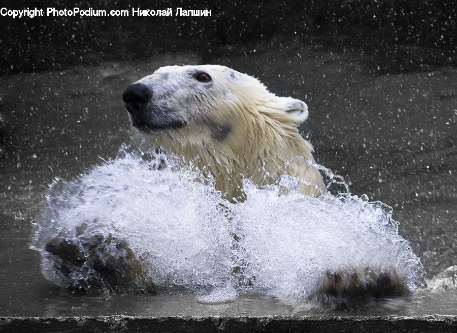 Animal, Bear, Mammal