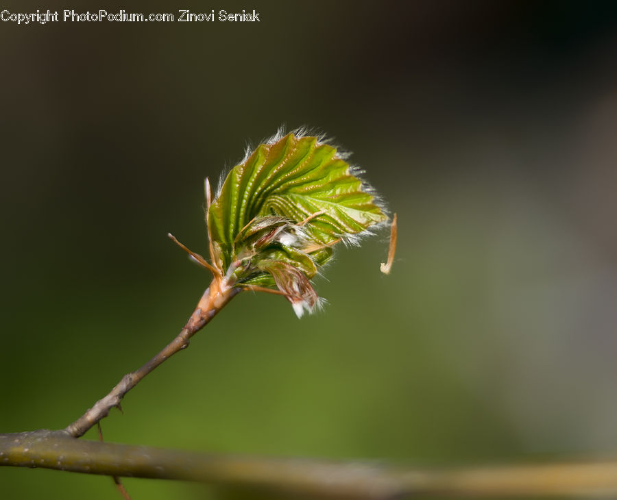 Conifer, Larch, Tree, Wood, Bud, Plant, Fir