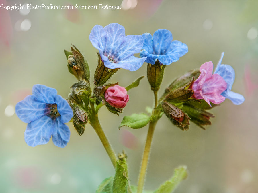 Blossom, Flora, Flower, Geranium, Plant, Bud, Bee