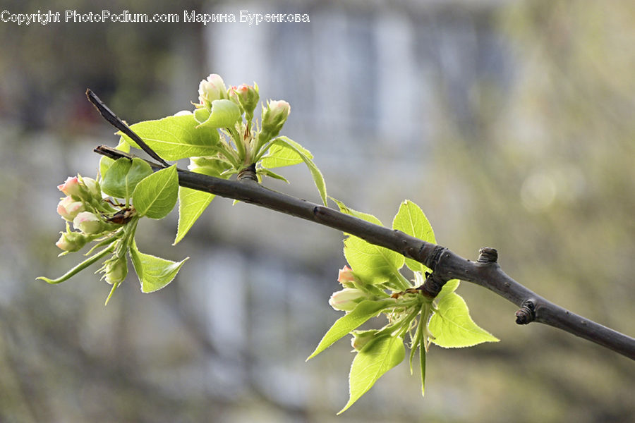 Plant, Blossom, Flora, Flower, Bud, Geranium, Vegetation
