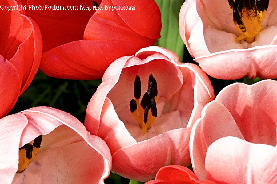 Flora, Flower, Gladiolus, Plant, Blossom, Tulip, Crocus