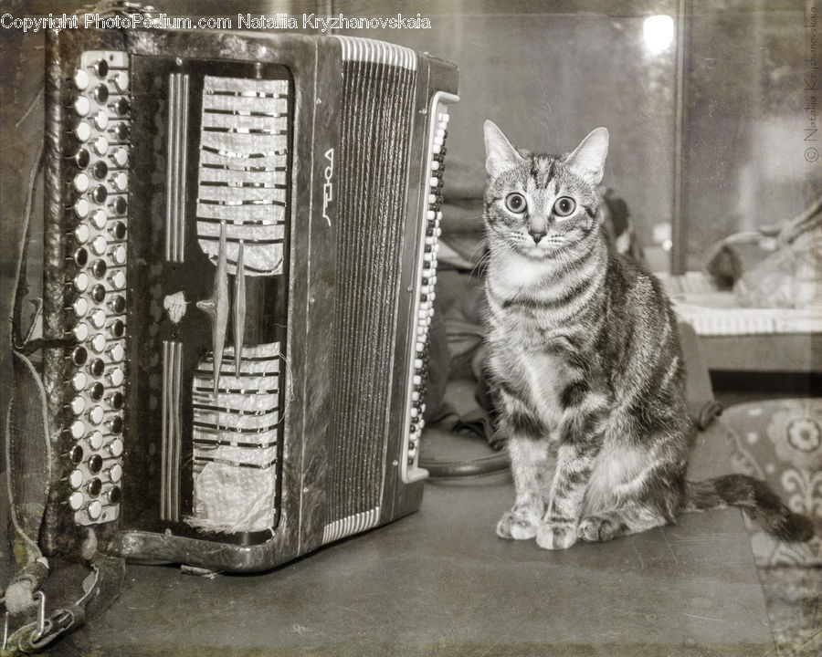Animal, Cat, Mammal, Pet, Closet, Kiosk, Manx