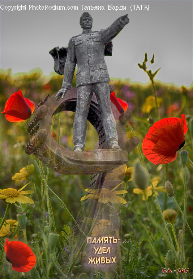 Blossom, Flora, Flower, Plant, Poppy, People, Person