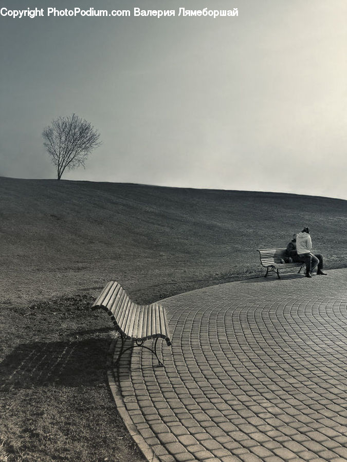 Plant, Tree, Park Bench, Boardwalk, Deck, Path, Sidewalk