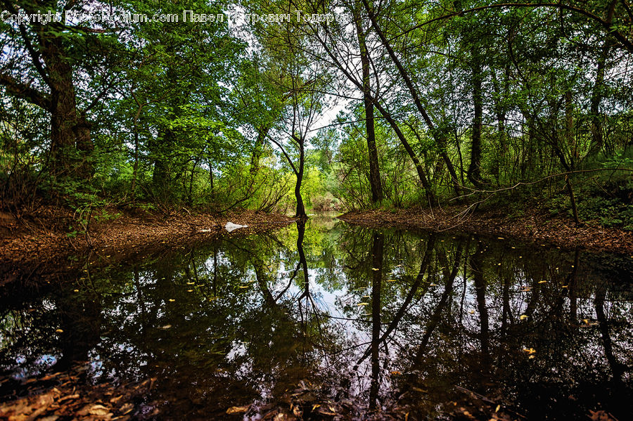 Land, Marsh, Outdoors, Swamp, Water, Fir, Redwood