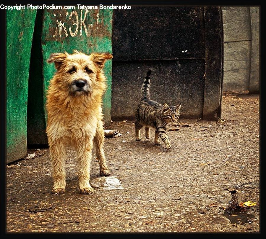 Animal, Canine, Dog, Mammal, Pet, Terrier, Cat