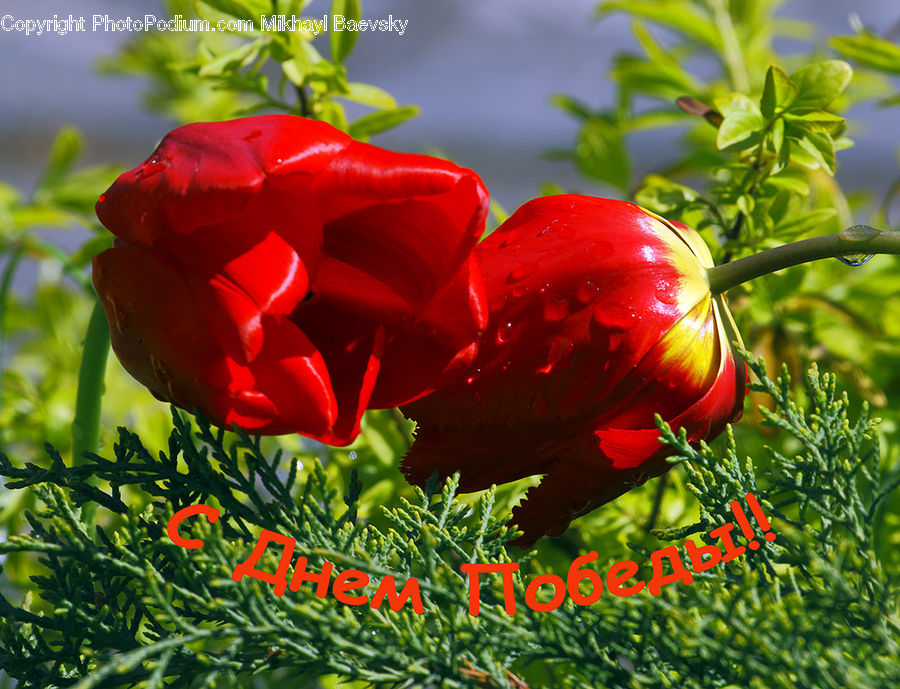 Blossom, Flora, Flower, Plant, Poppy, Peony, Geranium