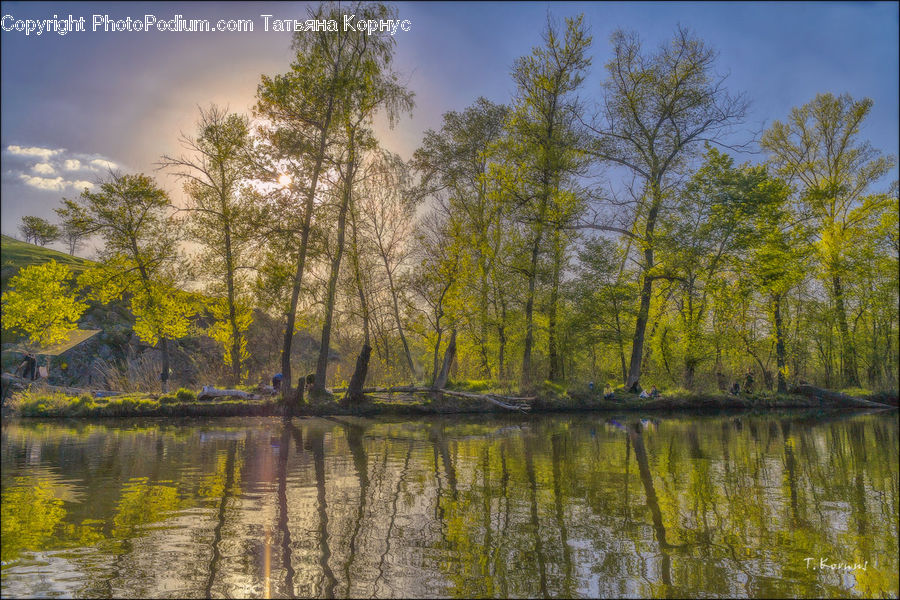 Land, Marsh, Outdoors, Swamp, Water, Forest, Vegetation