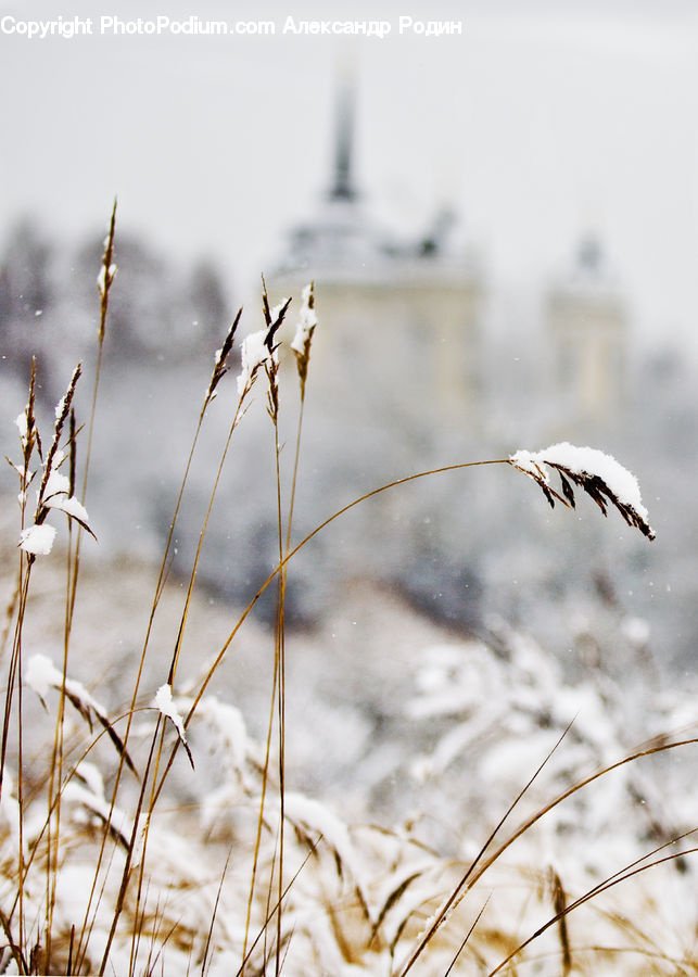 Field, Grass, Grassland, Plant, Reed, Grain, Wheat