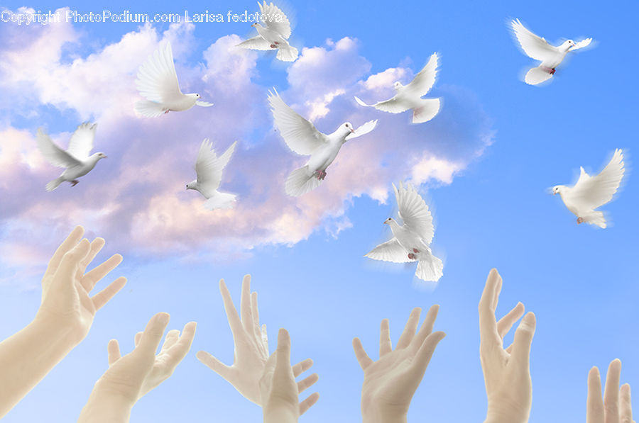 Bird, Dove, Pigeon, Seagull, Grouse, Ptarmigan, Finger