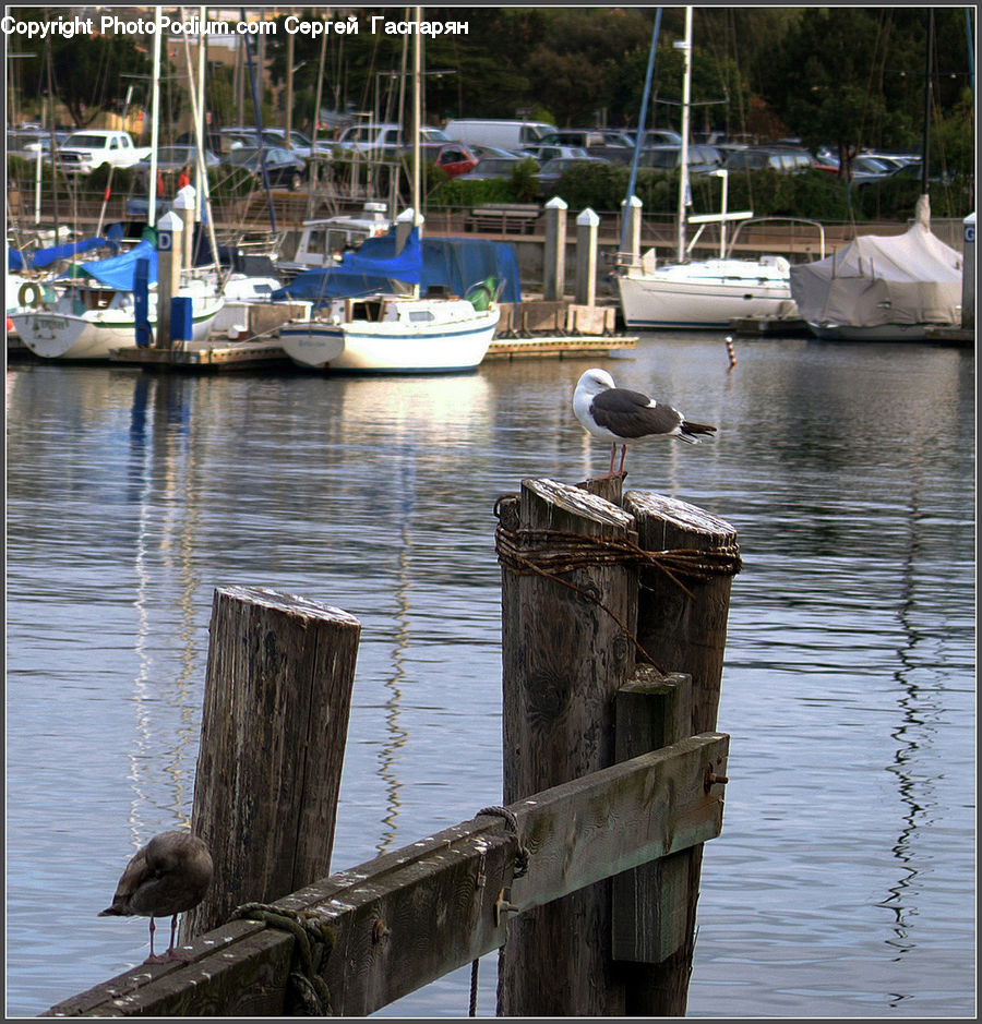 Boat, Watercraft, Yacht, Dock, Landing, Pier, Tent