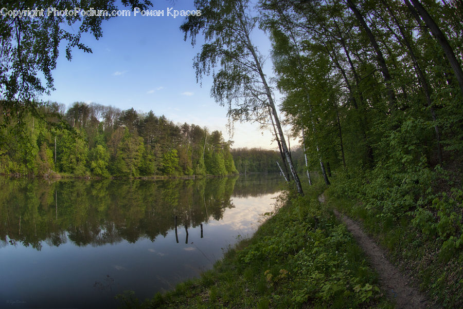 Outdoors, Pond, Water, Canal, River, Conifer, Fir