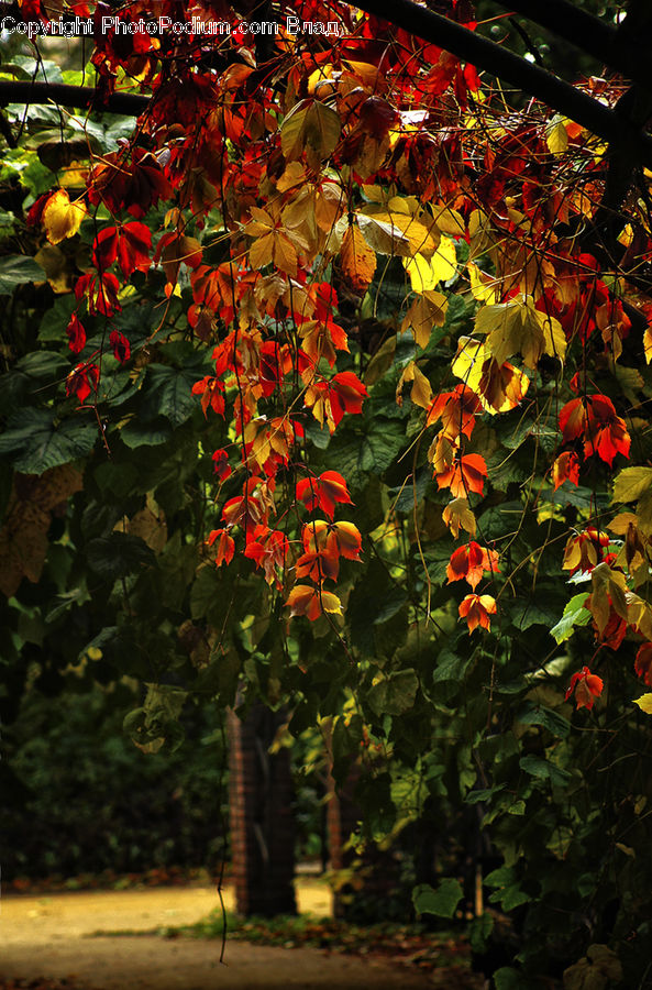 Blossom, Flora, Flower, Geranium, Plant, Ivy, Vine