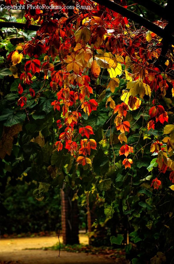 Ivy, Plant, Vine, Blossom, Flora, Flower, Geranium