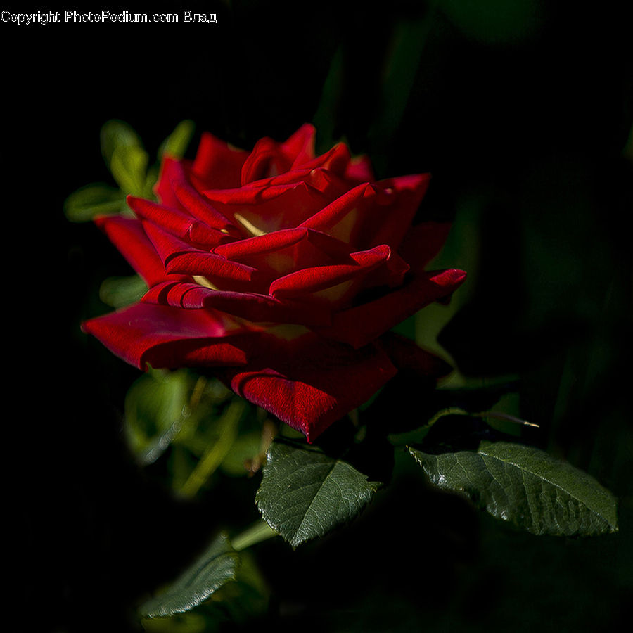 Acanthaceae, Annonaceae, Blossom, Flora, Plant, Flower, Rose