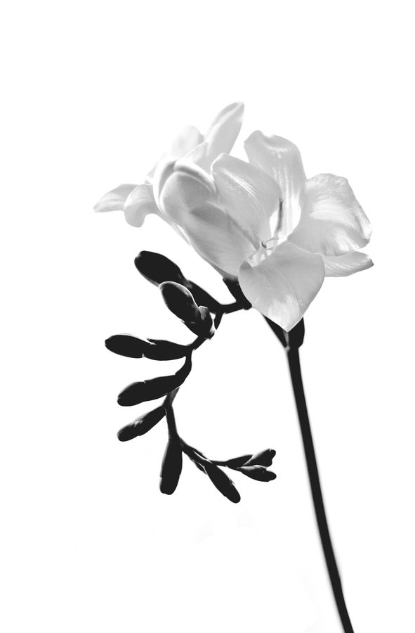 Blossom, Flora, Flower, Petal, Plant, Tulip, Daffodil