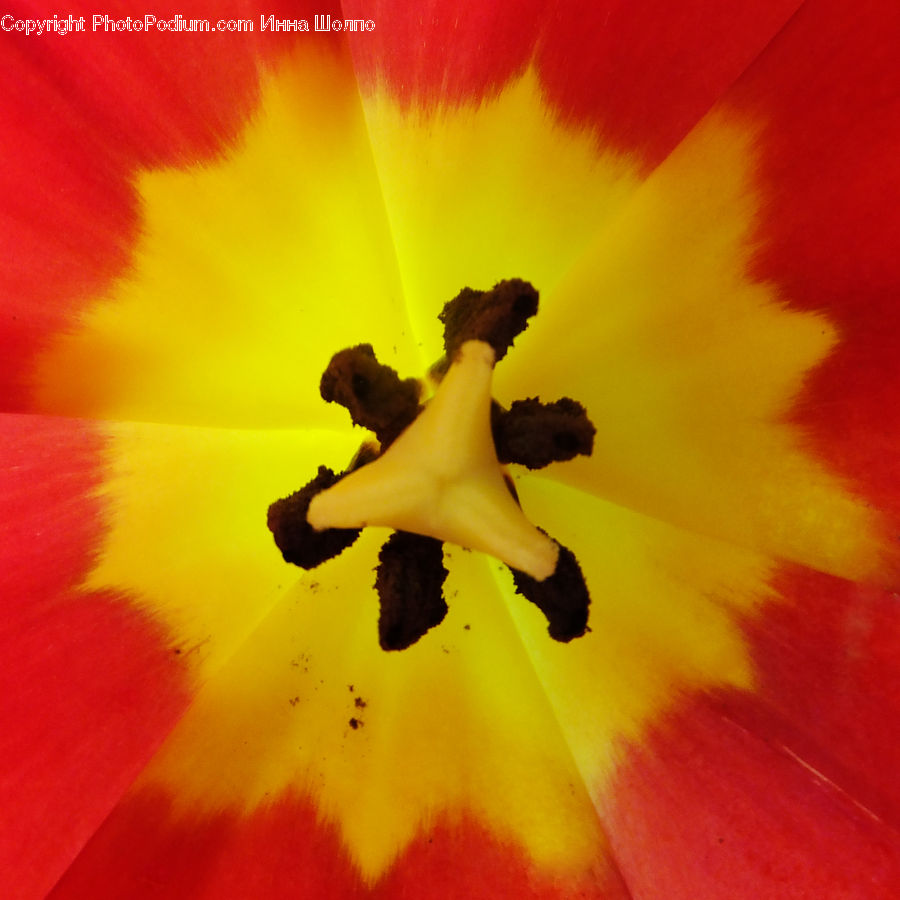 People, Person, Human, Flora, Pollen, Flower, Gladiolus