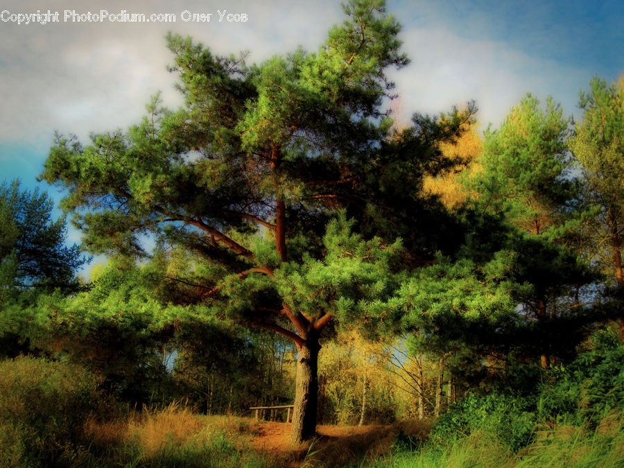 Conifer, Fir, Plant, Tree, Forest, Vegetation, Grove