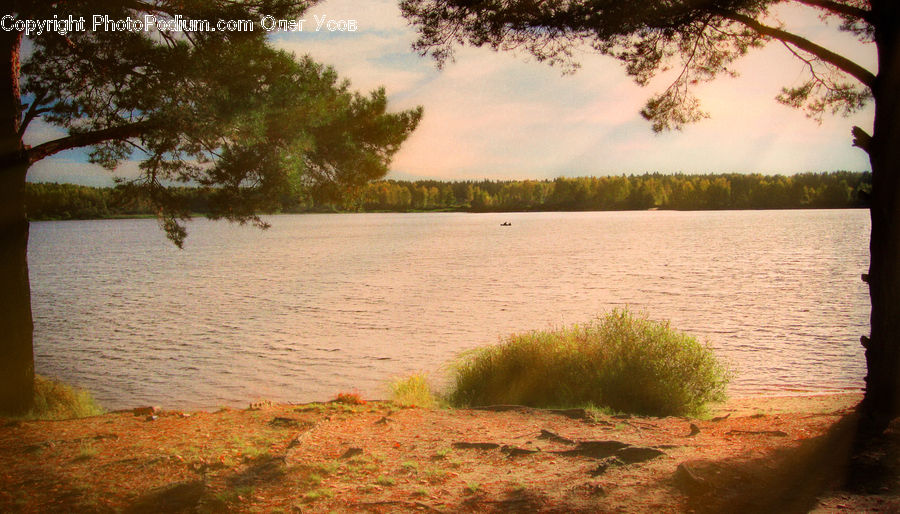 Flood, Landscape, Nature, Scenery, Plant, Tree, Water