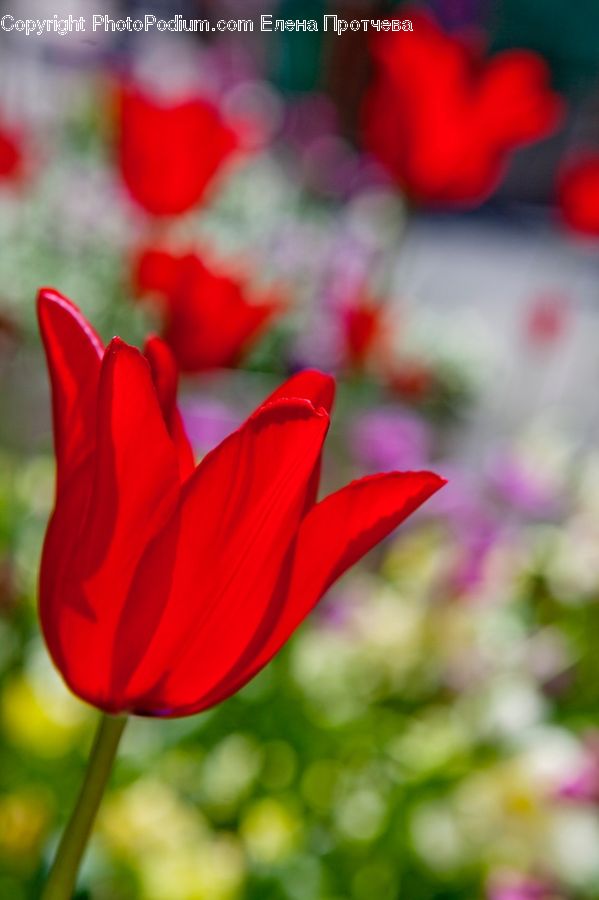 Blossom, Flora, Flower, Geranium, Plant, Gladiolus, Petal