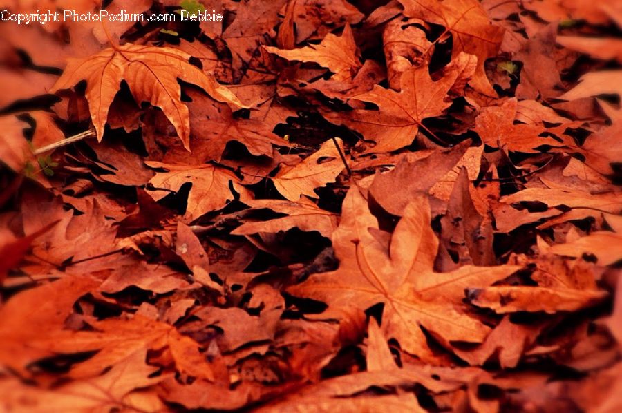 Maple, Maple Leaf, Plant, Tree, Wood, Ivy, Vine