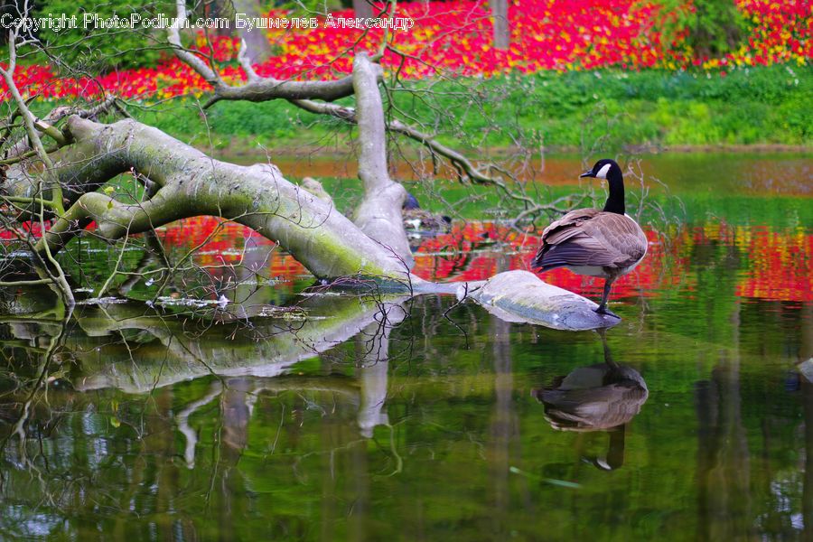 Bird, Waterfowl, Black Swan, Swan, Flamingo, Flock, Plant