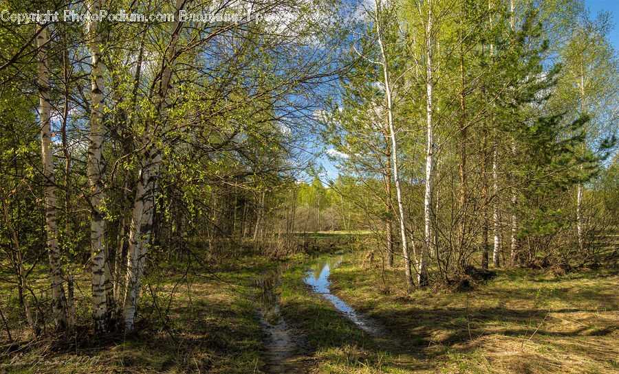 Birch, Tree, Wood, Dirt Road, Gravel, Road, Forest
