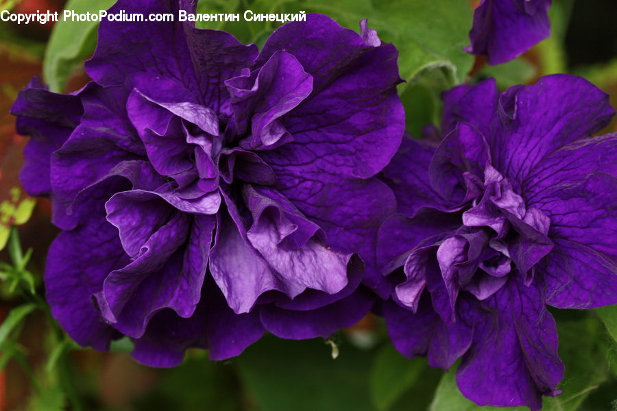 Blossom, Flora, Flower, Geranium, Plant, Carnation, Dahlia