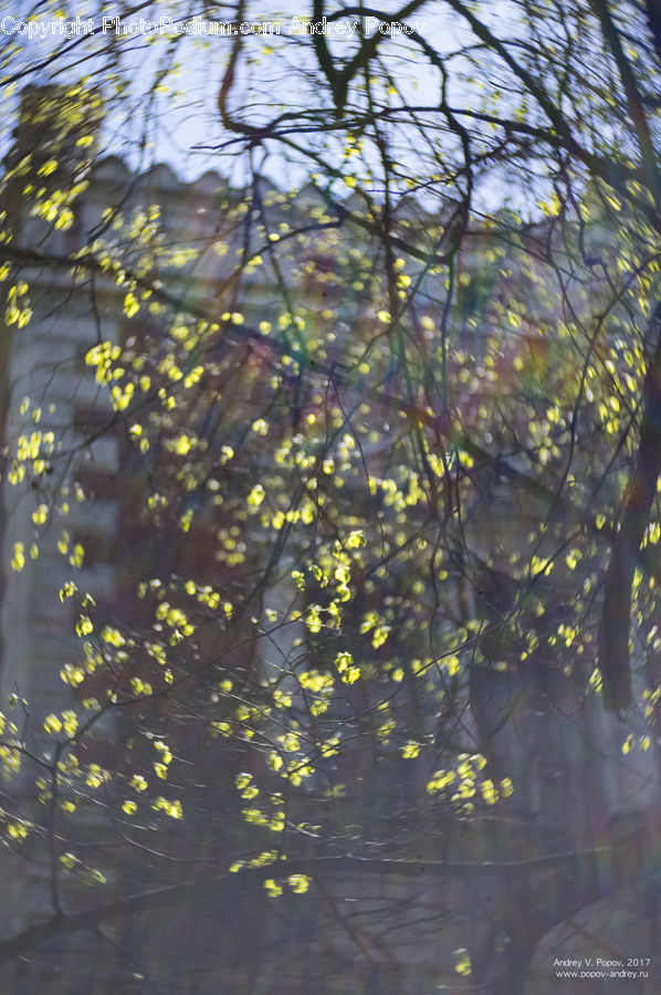 Forest, Vegetation, Landscape, Nature, Scenery, Blossom, Flora