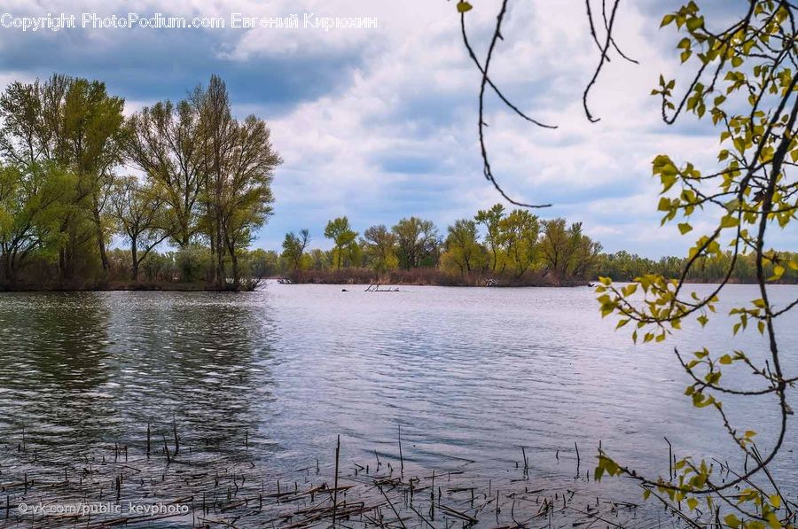 Outdoors, Pond, Water, Land, Marsh, Swamp, Blossom